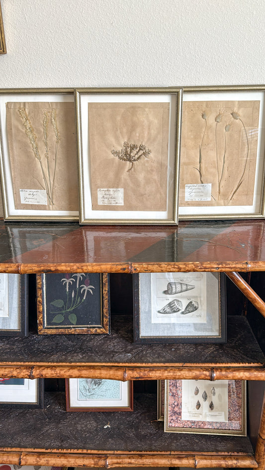 Antique French herbarium trio
