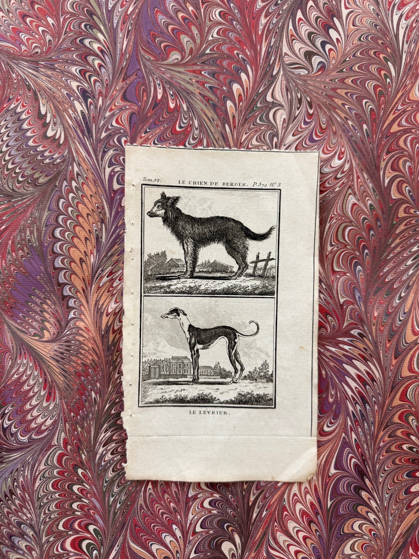 18th century Buffon engraving