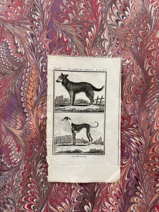 18th century Buffon engraving