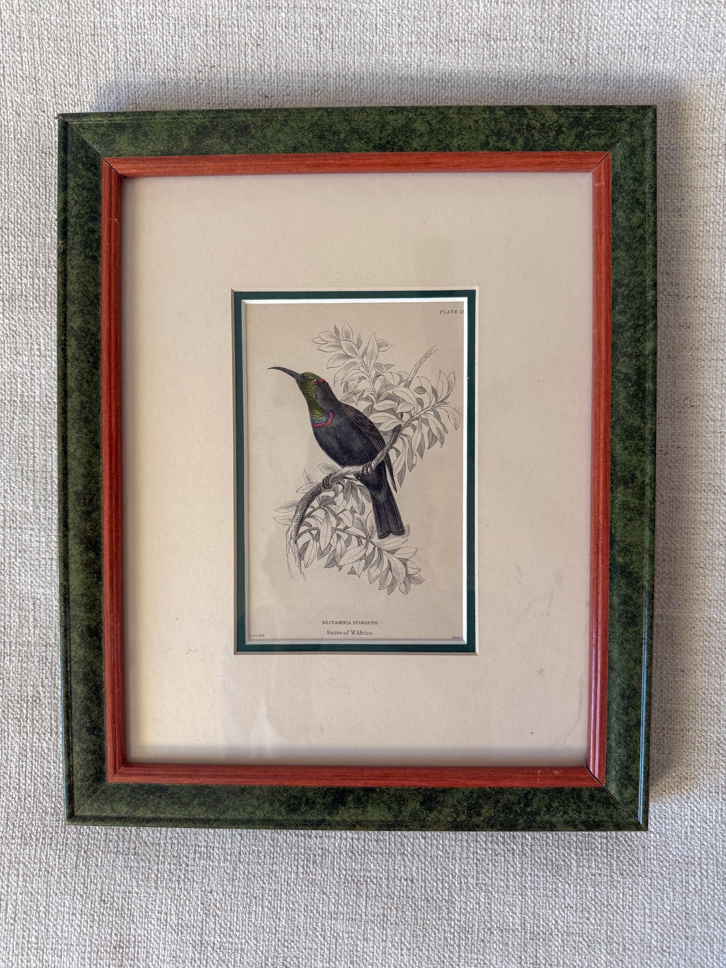 Antique Hummingbird engraving