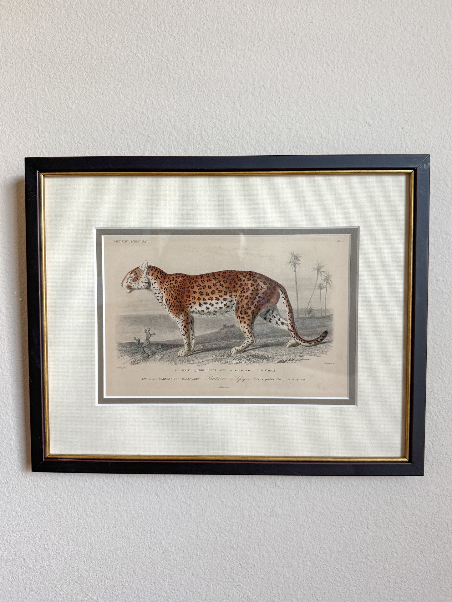 Antique tropical leopard engraving