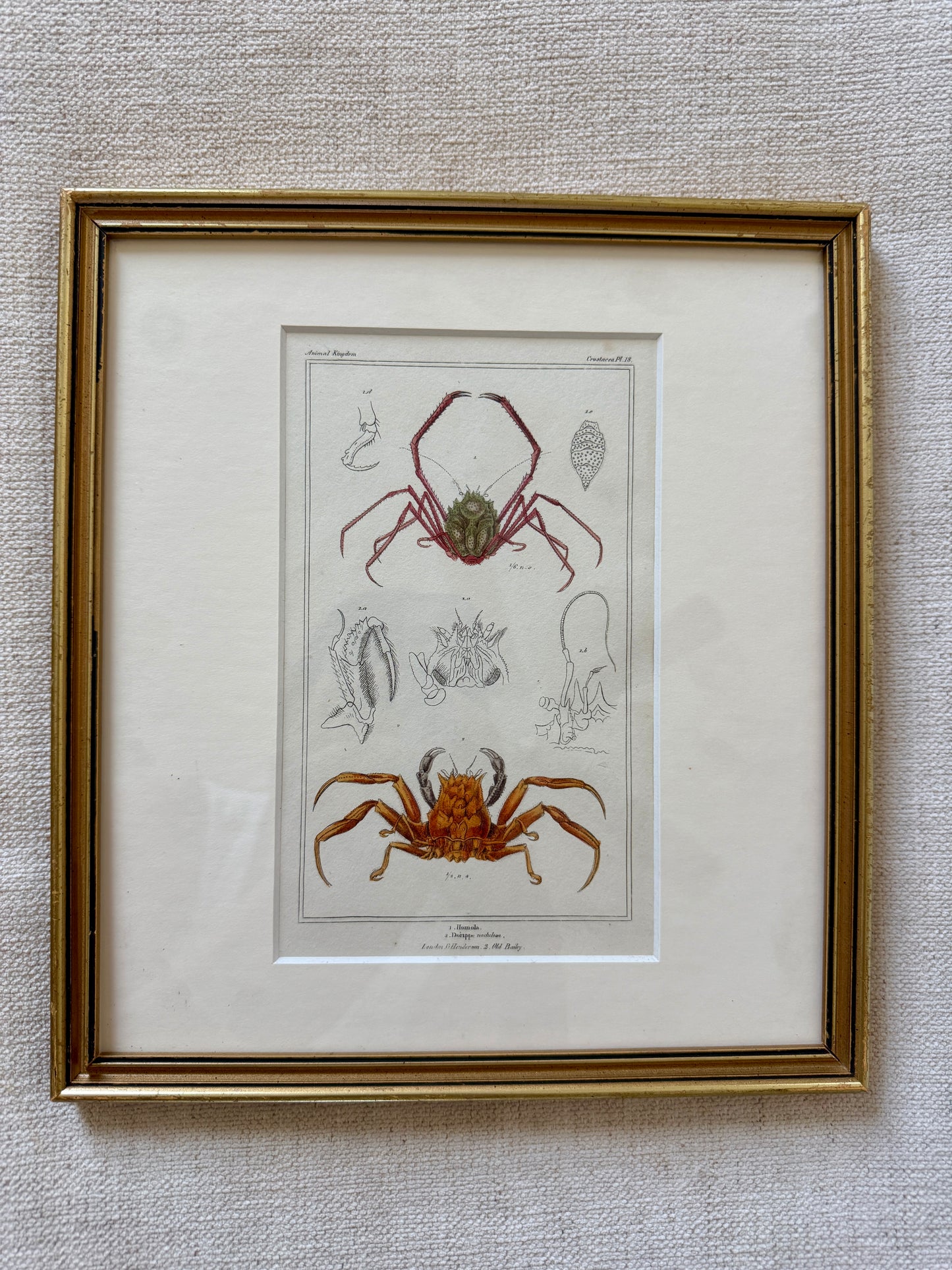 19th century crab engraving
