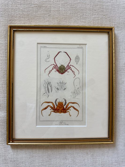 19th century crab engraving