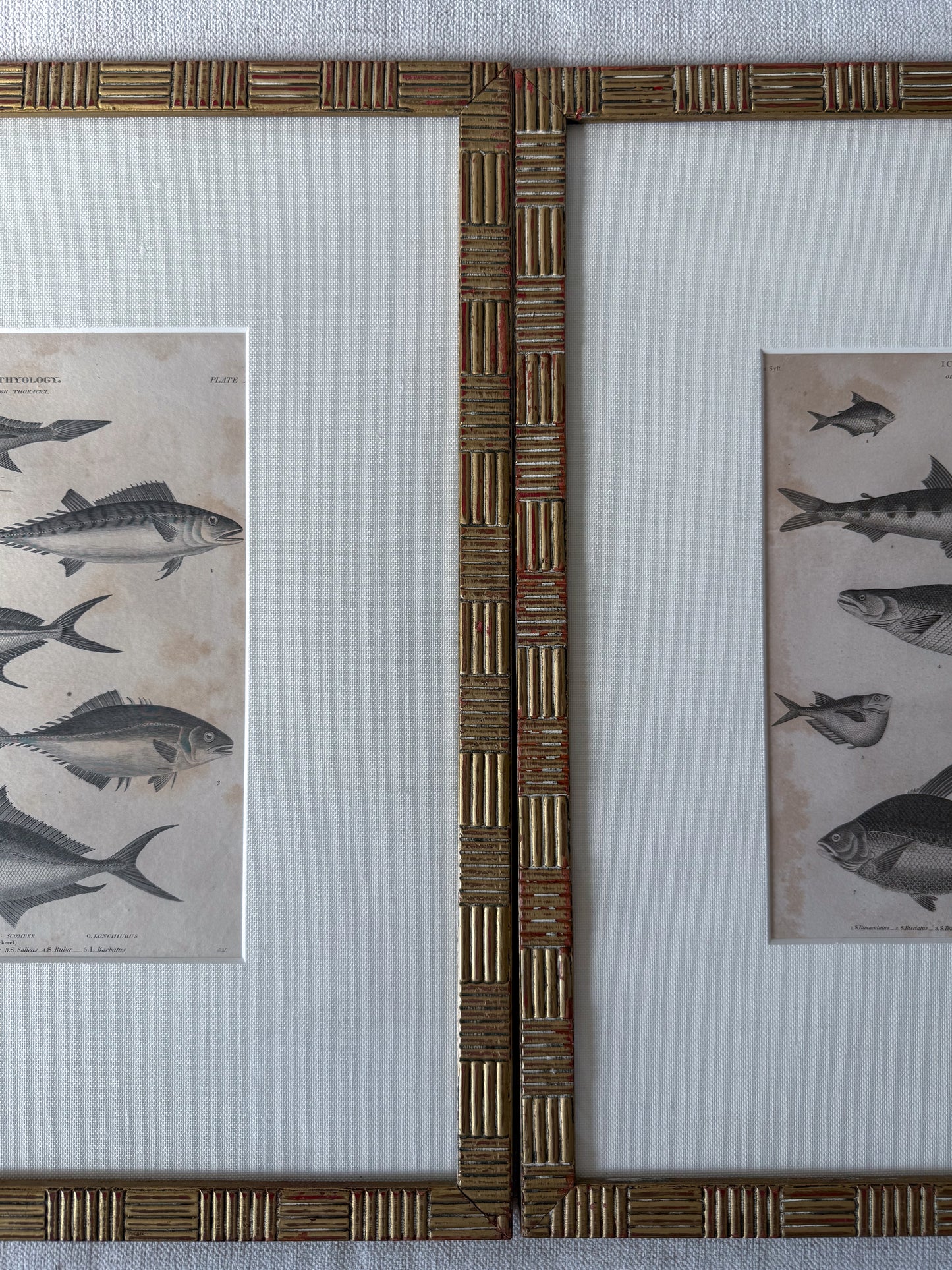 Antique fish engraving pair