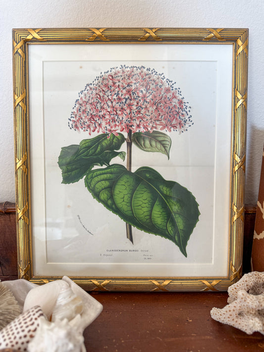 Antique botanical lithograph