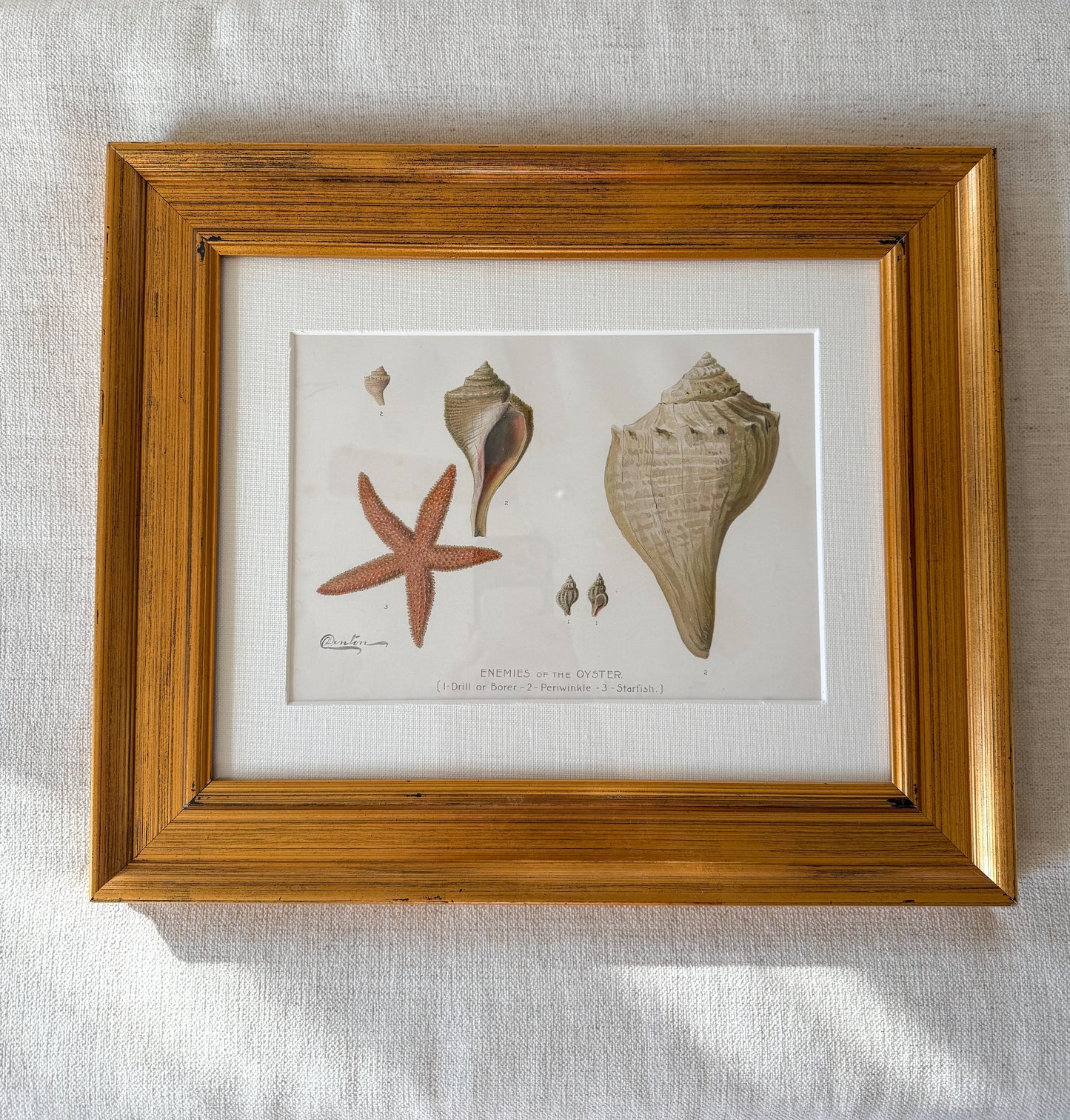 Antique sea life lithograph