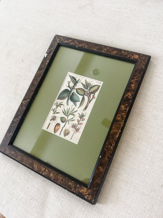 Antique hand colored botanical
