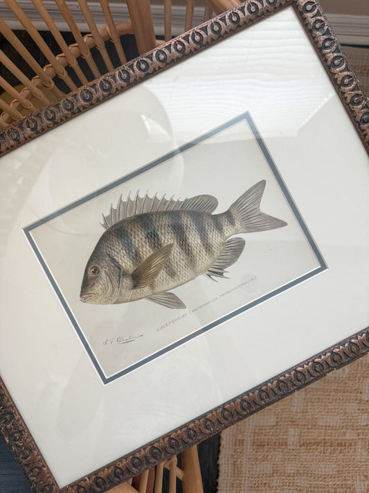 Antique Sheepshead fish lithograph