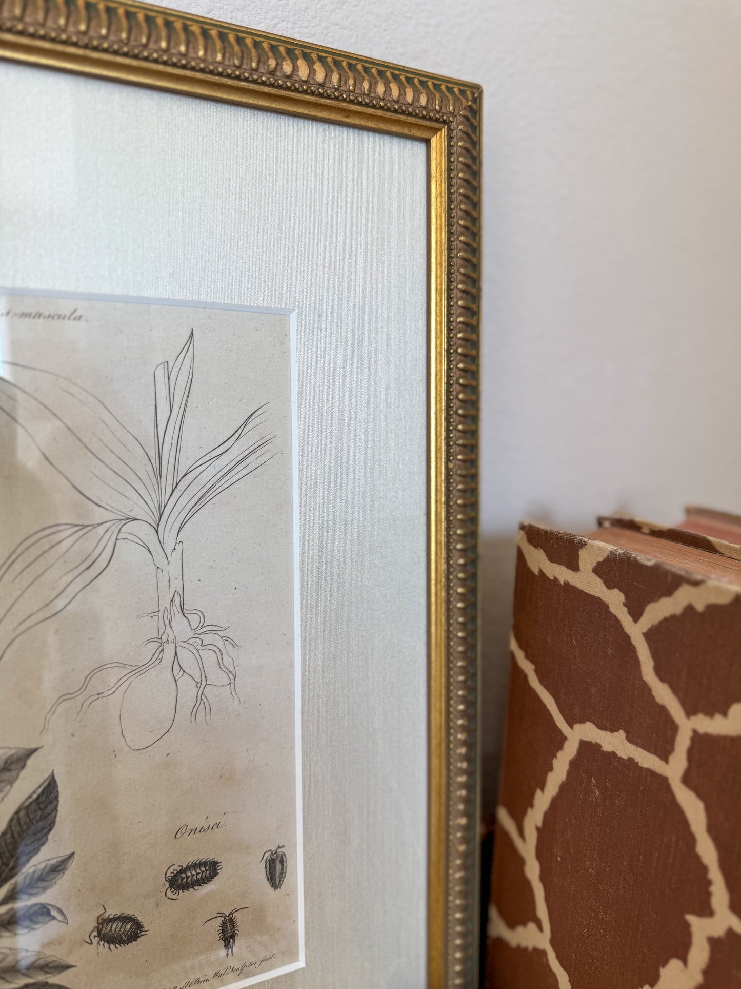 18th century Flora Fauna engraving