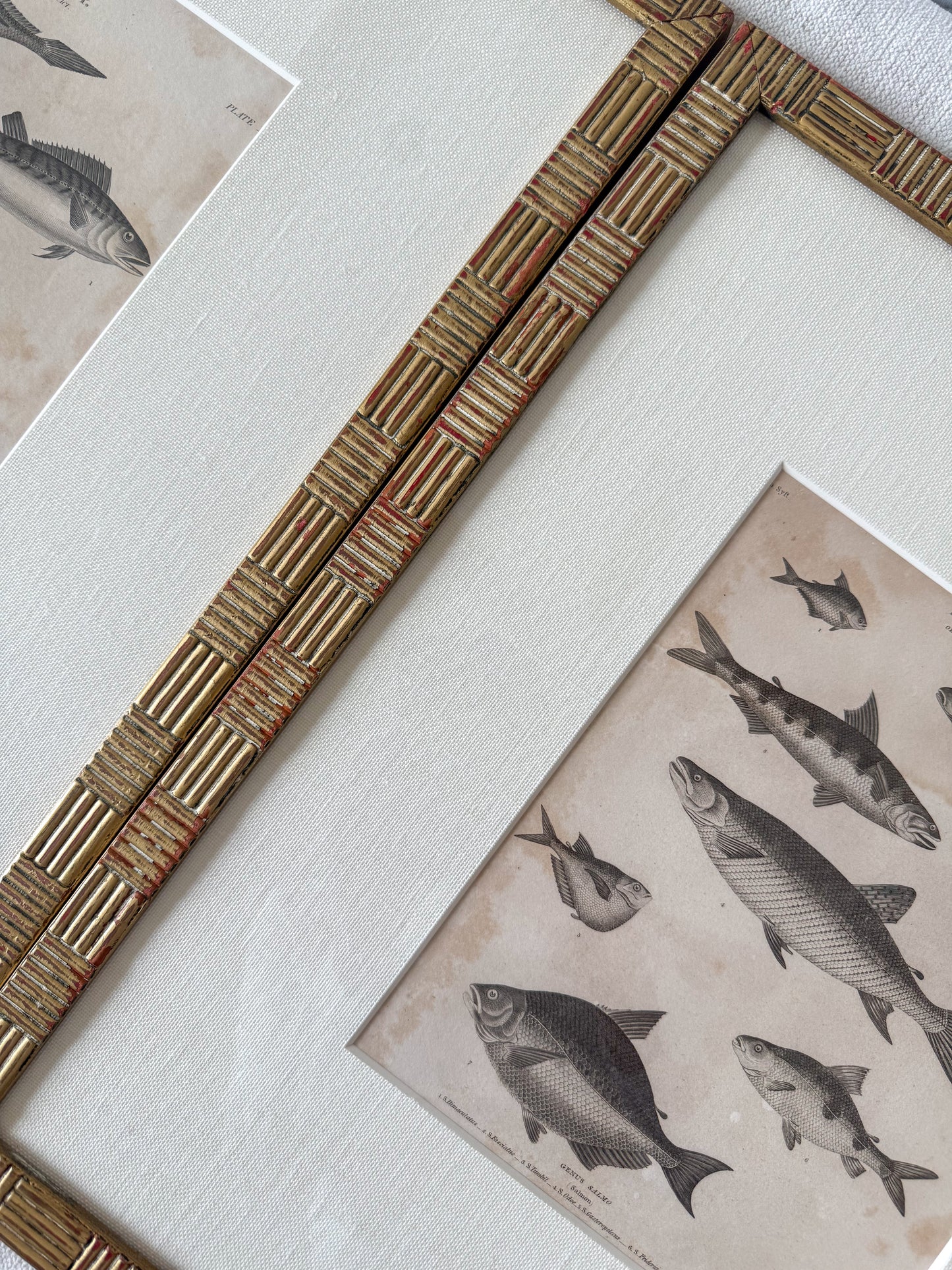 Antique fish engraving pair