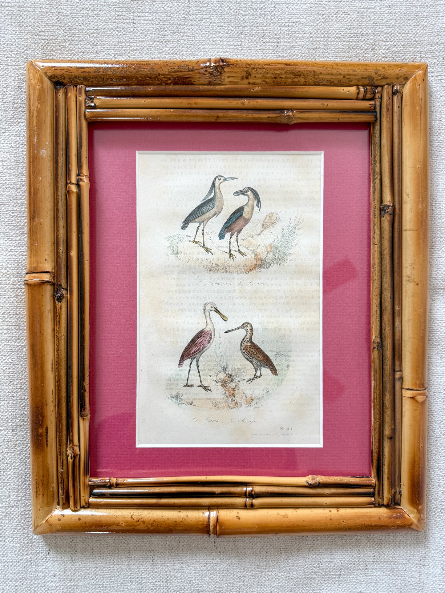 19th c. ornithology engraving