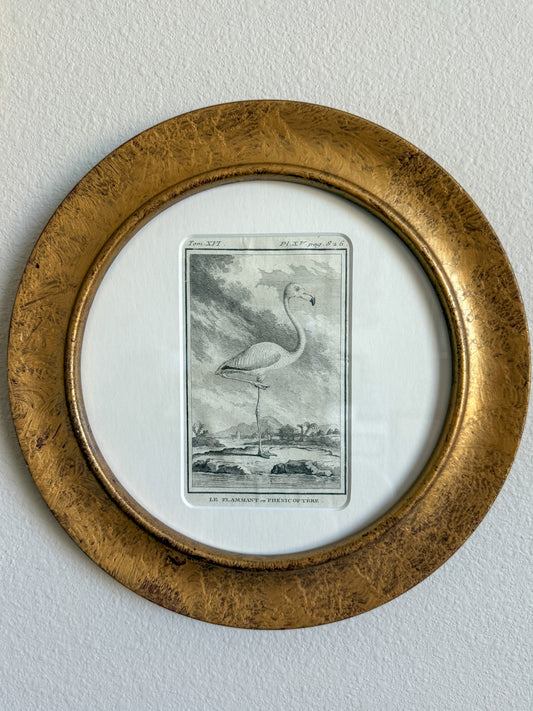 18th century flamingo engraving