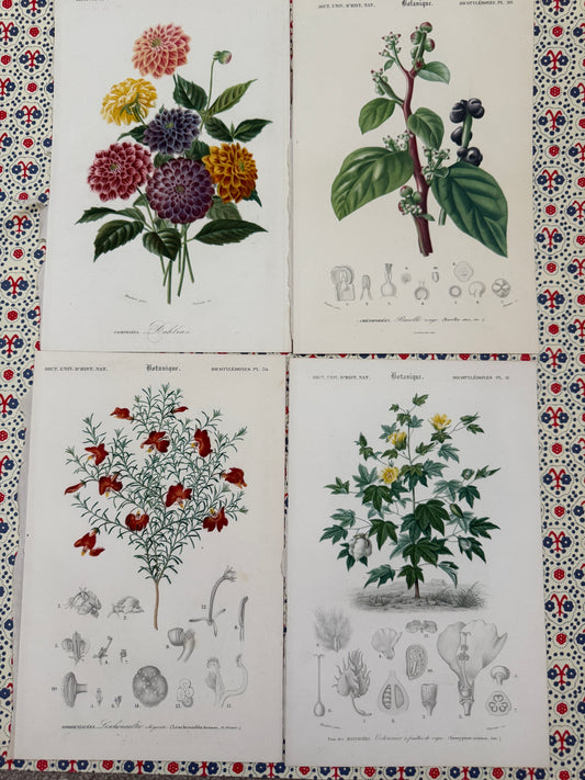 Set of antique botanical prints