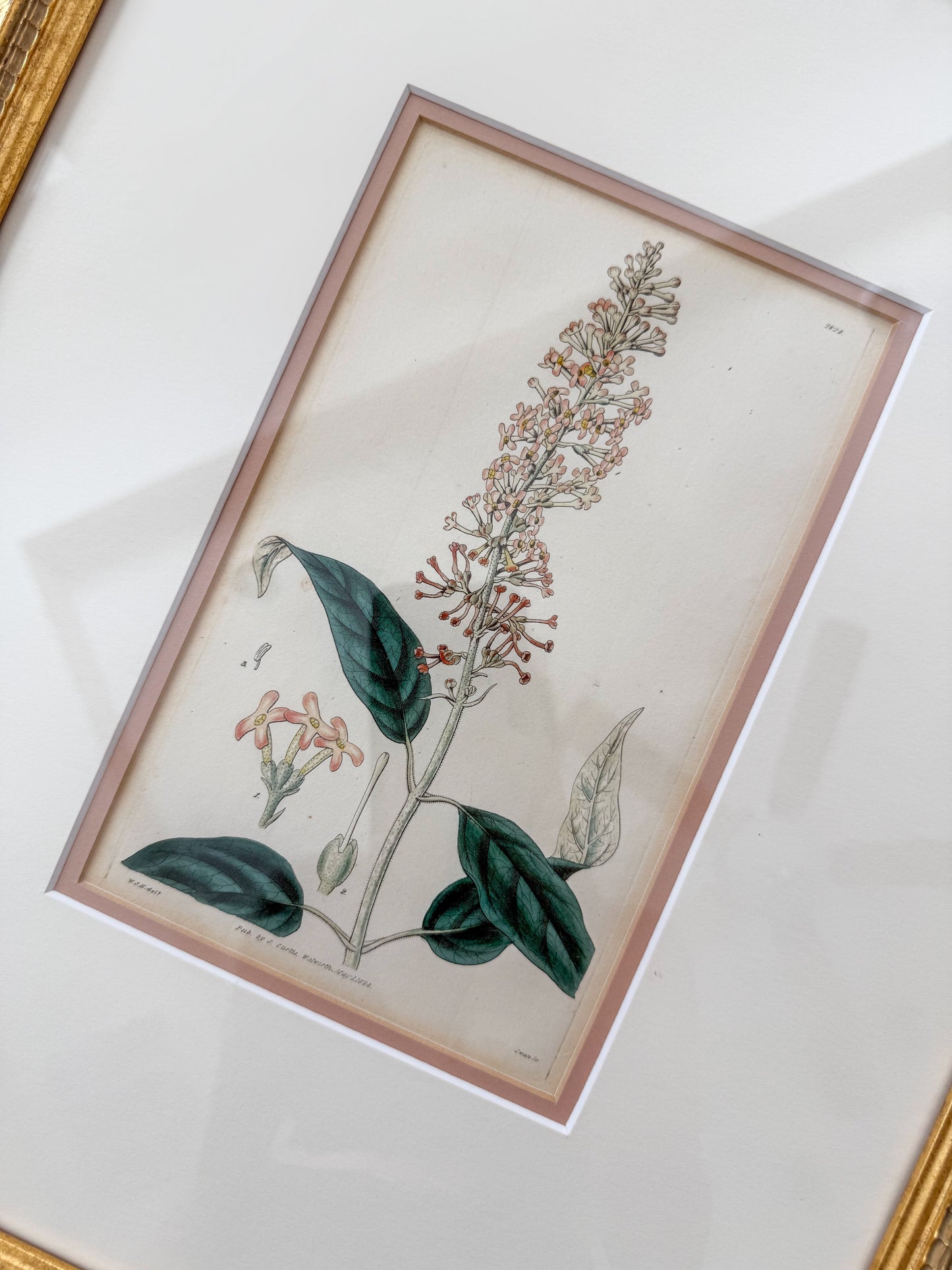 19th c. antique botanicals