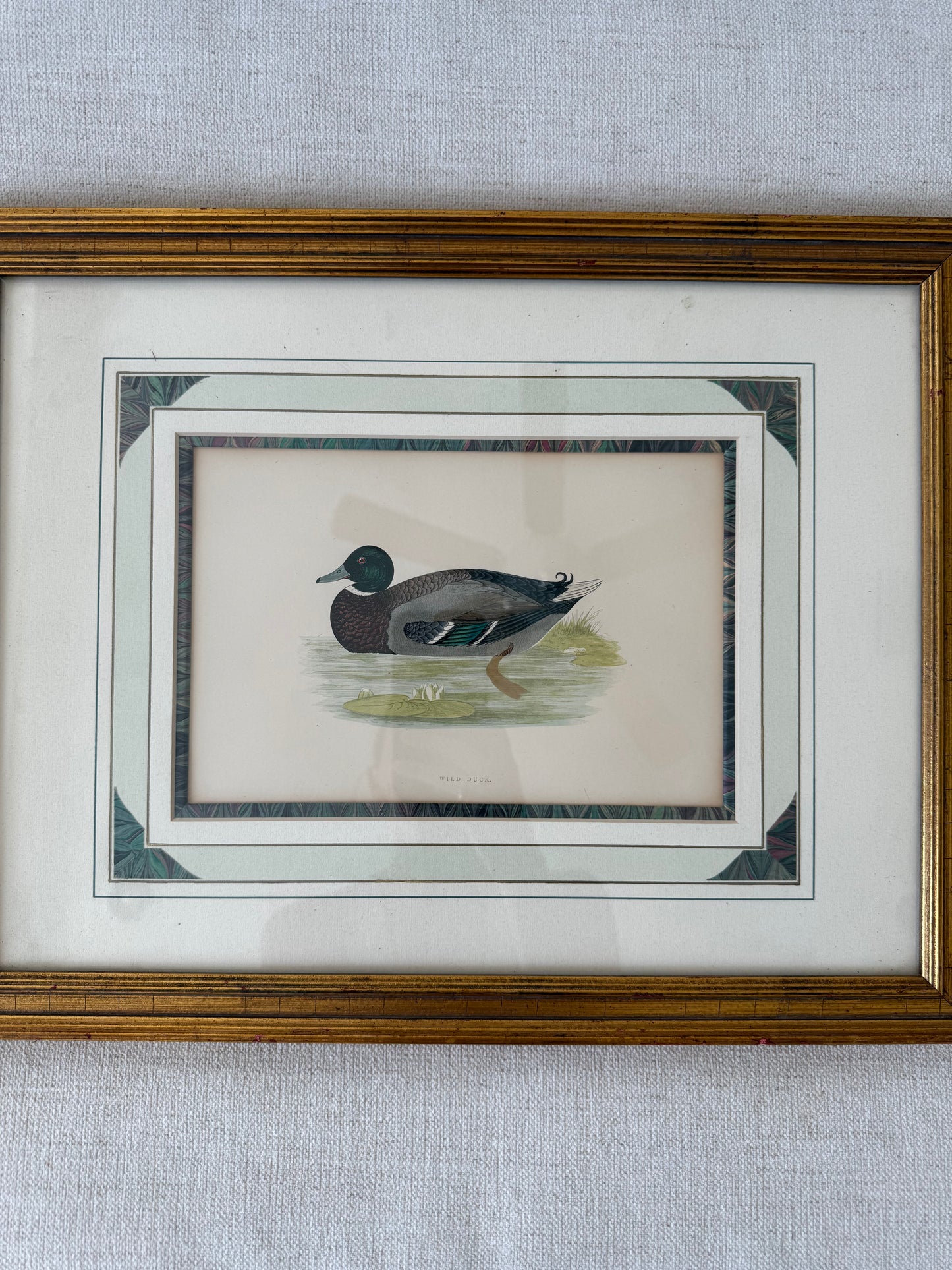 19th c. Hand colored duck engraving