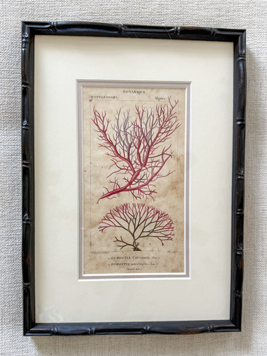 Antique coral engraving