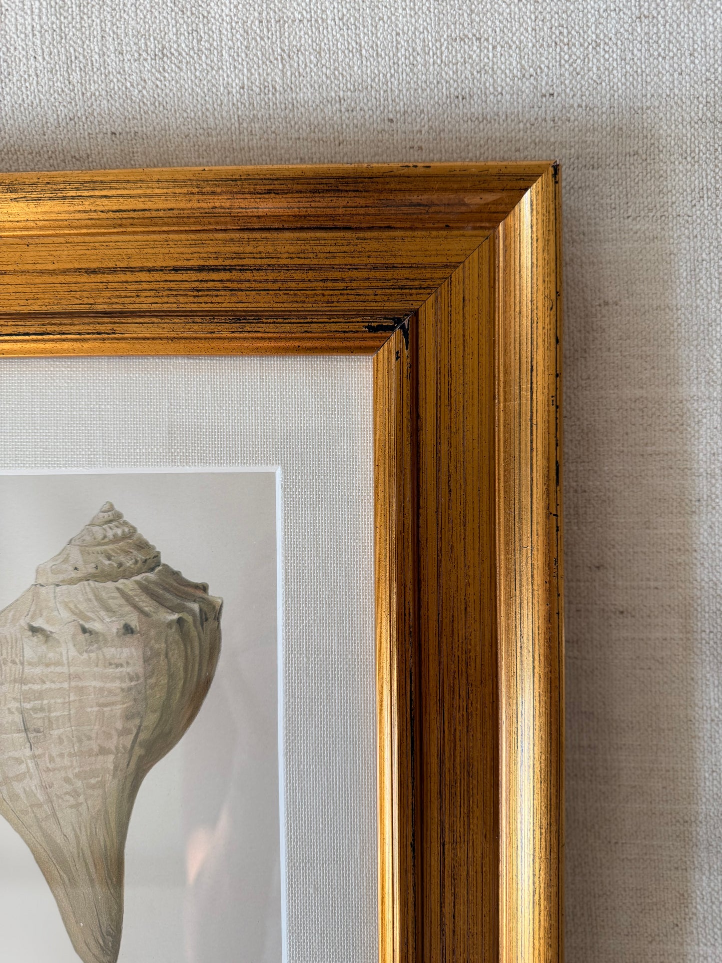 Antique sea life lithograph