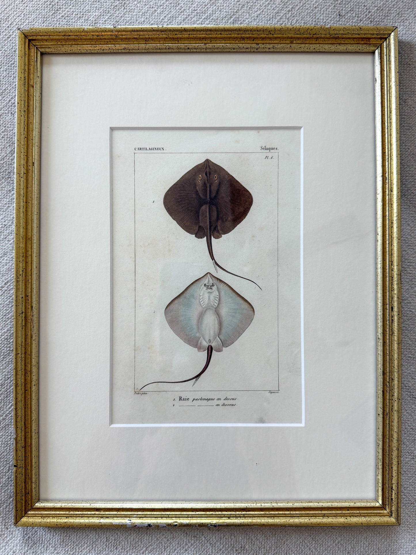 Antique Stingray engravings