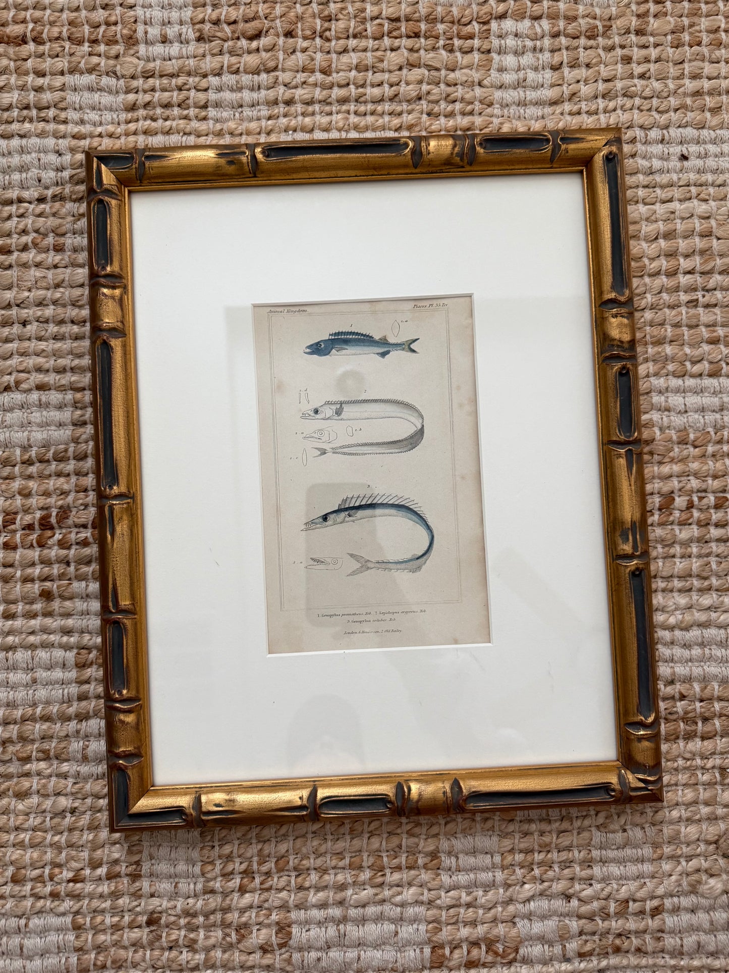 Antique fish engravings