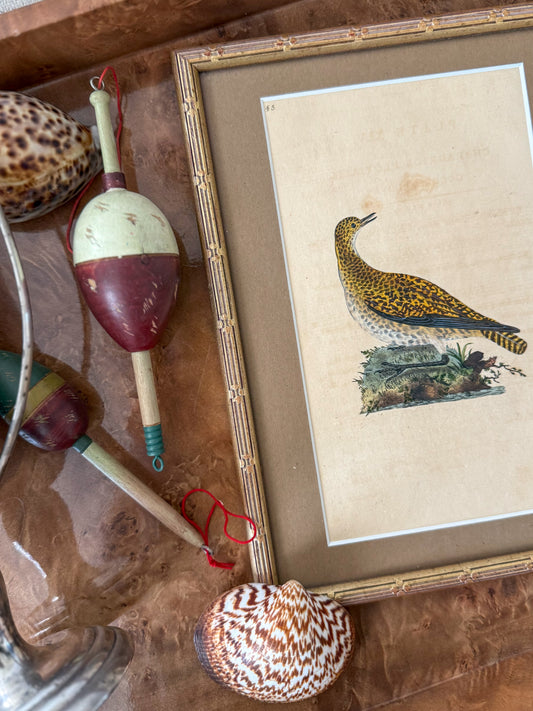 1820s Donovan Golden Plover engraving