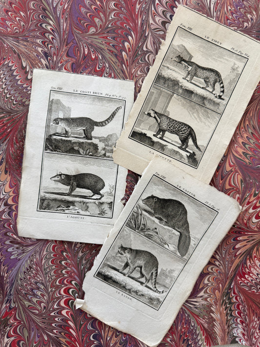18th century Buffon engraving trio