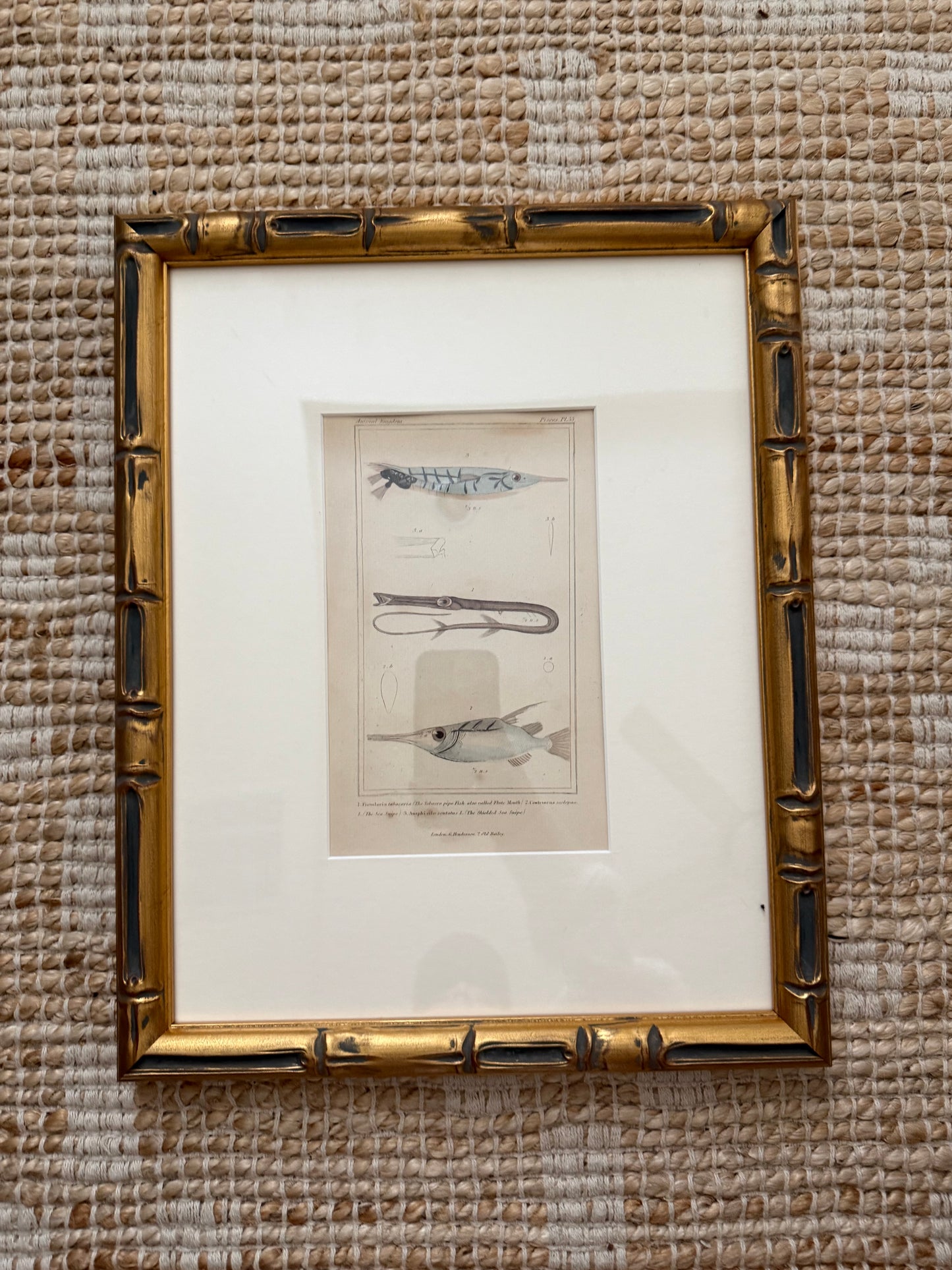 Acorn barnacle cluster