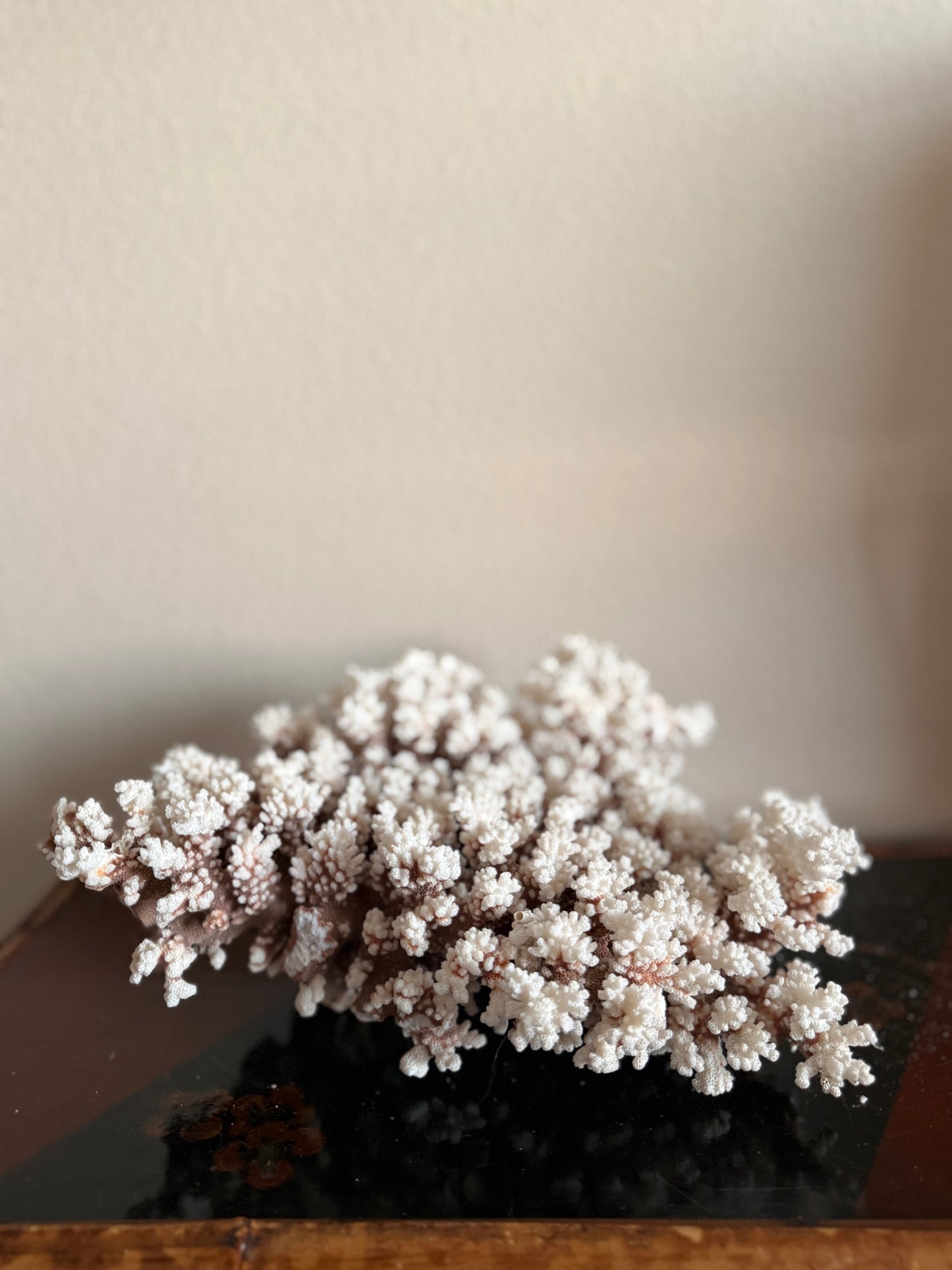 Brownstem coral