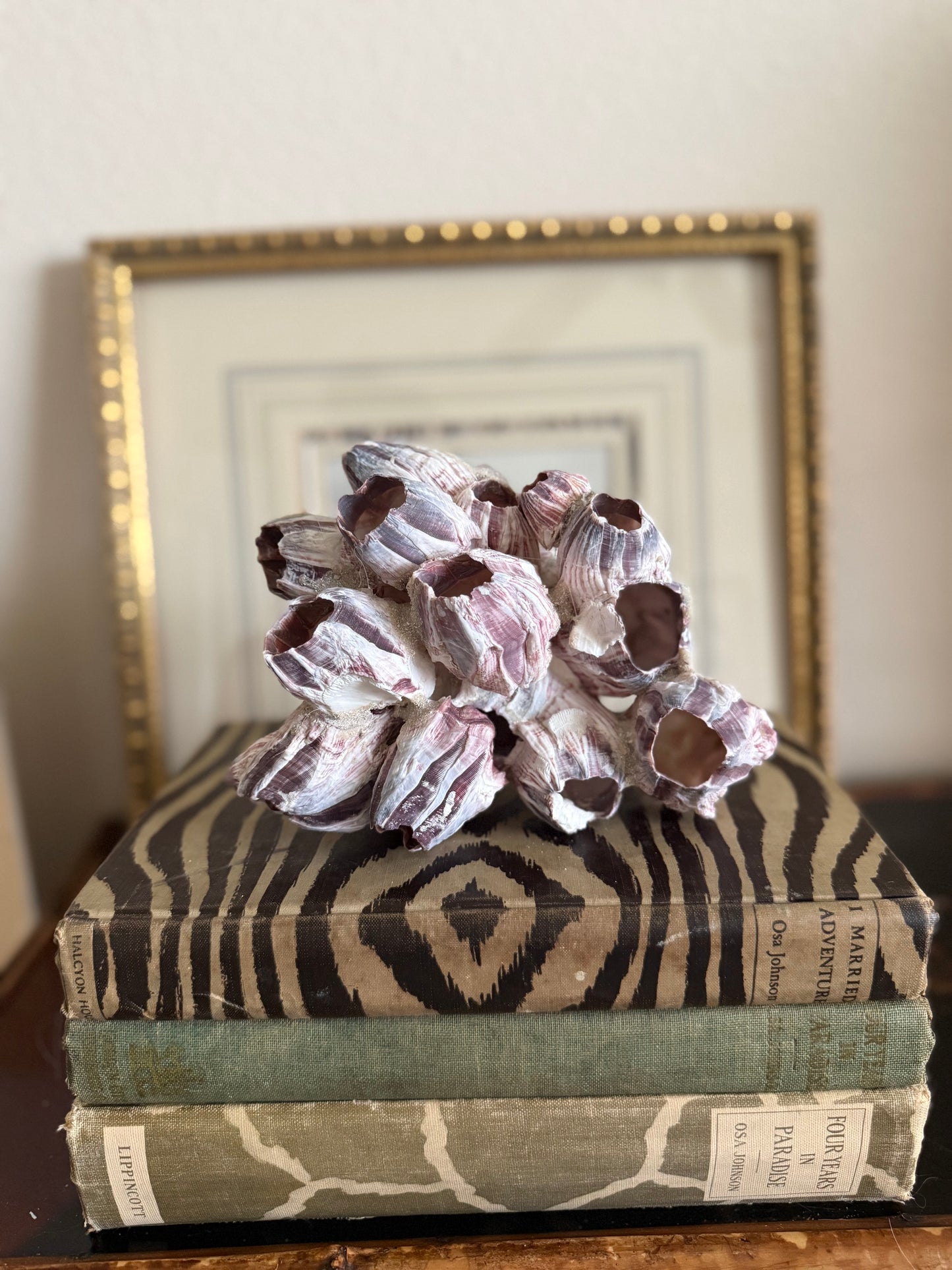 Acorn barnacle cluster