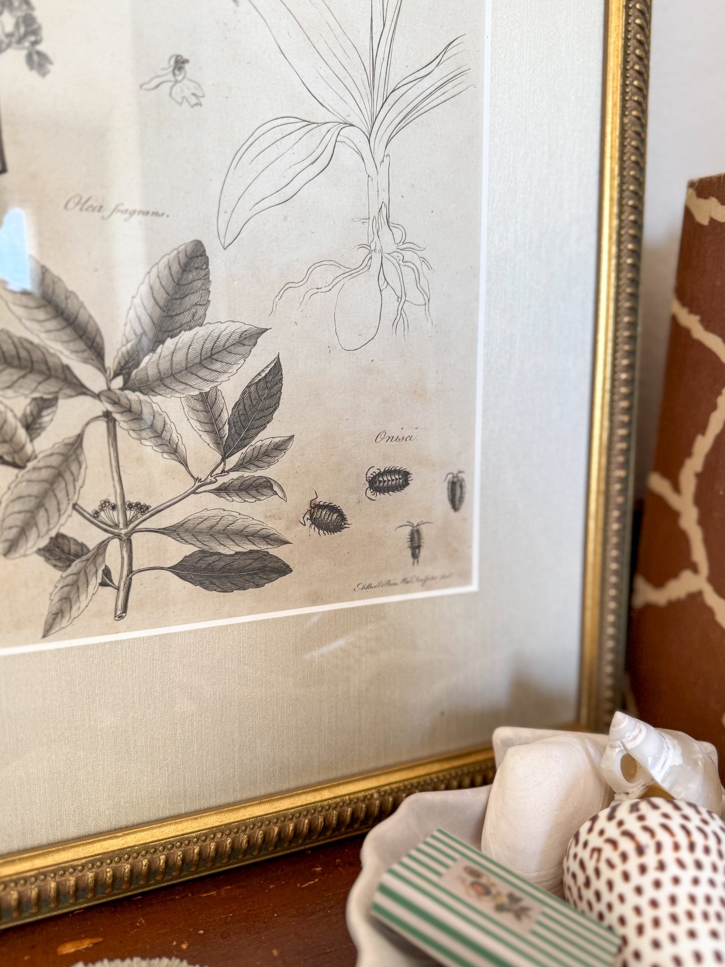 18th century Flora Fauna engraving