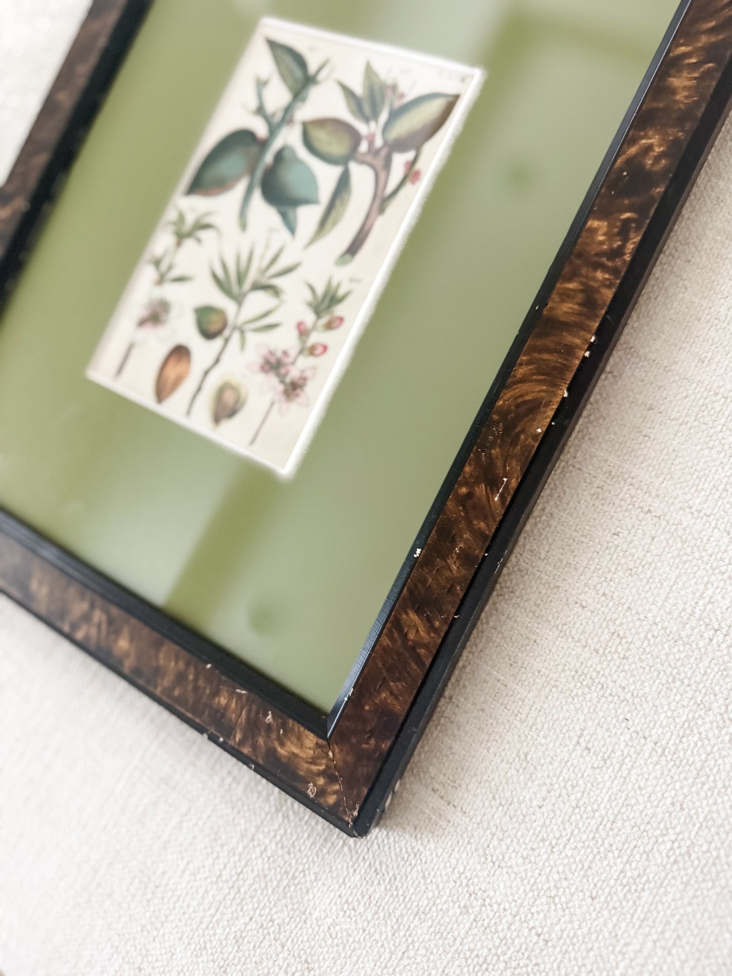 Antique hand colored botanical