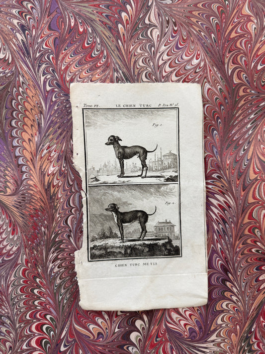18th century Buffon engraving
