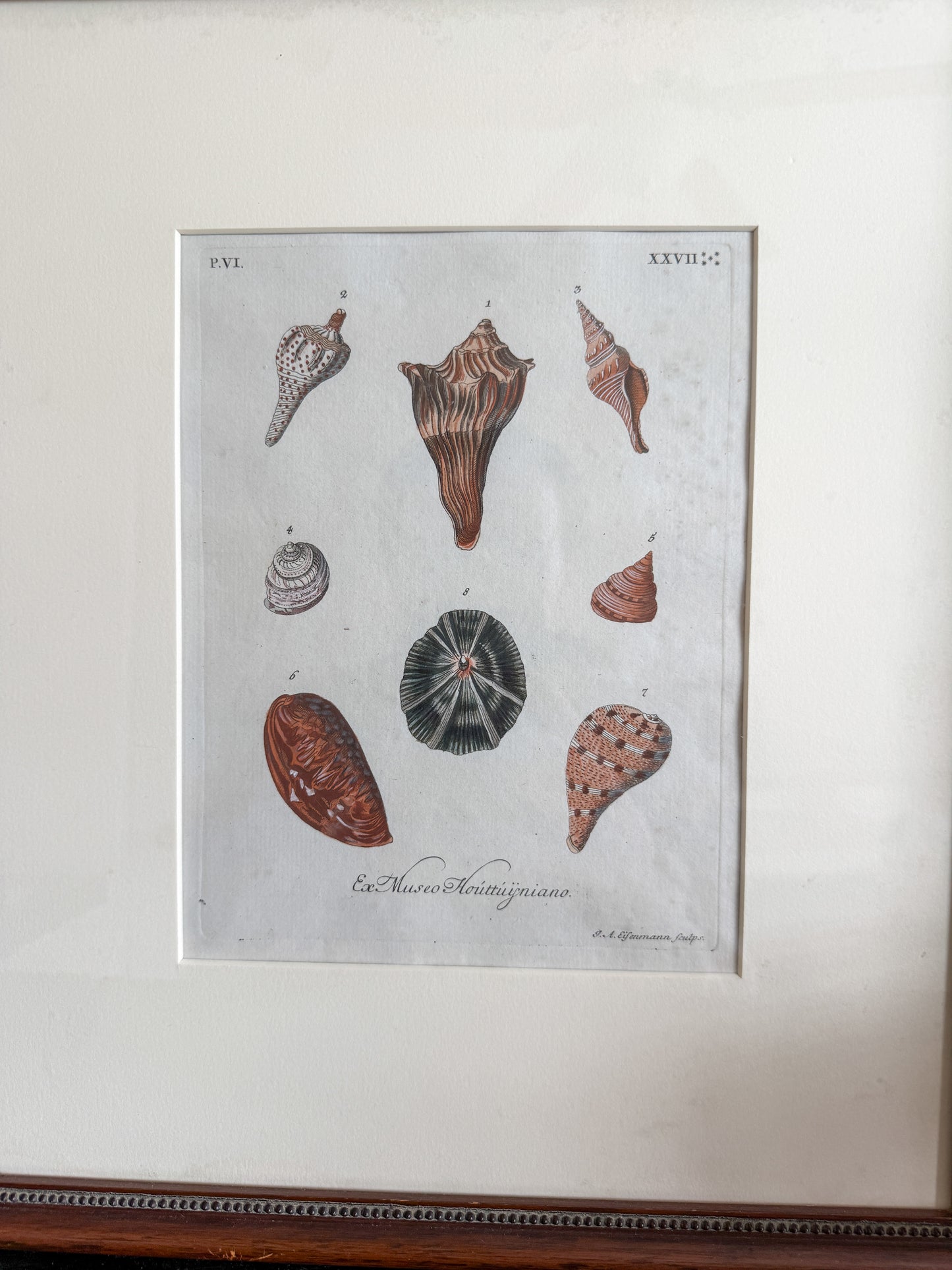 18th century shell engraving