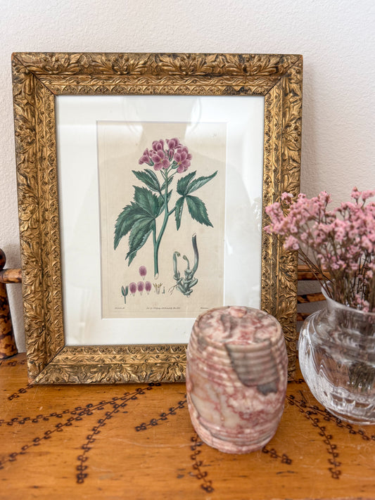 Antique 19th c botanical engraving