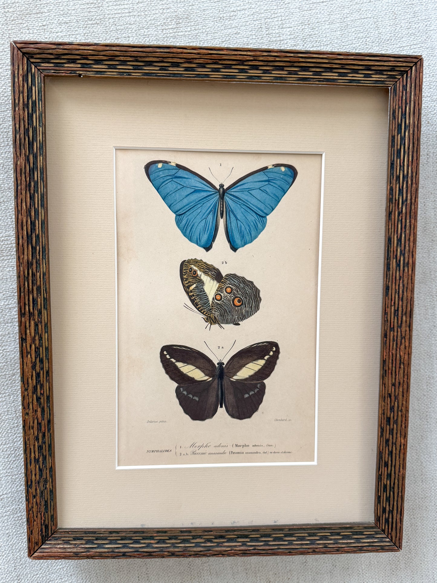 Antique butterfly print
