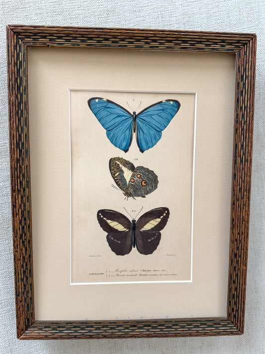 Antique butterfly print