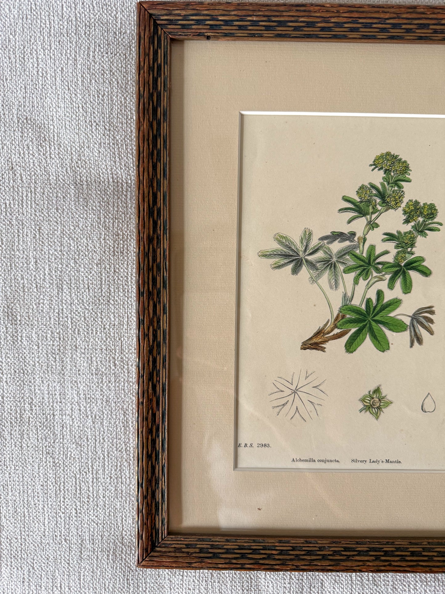 19th c botanical lithograph