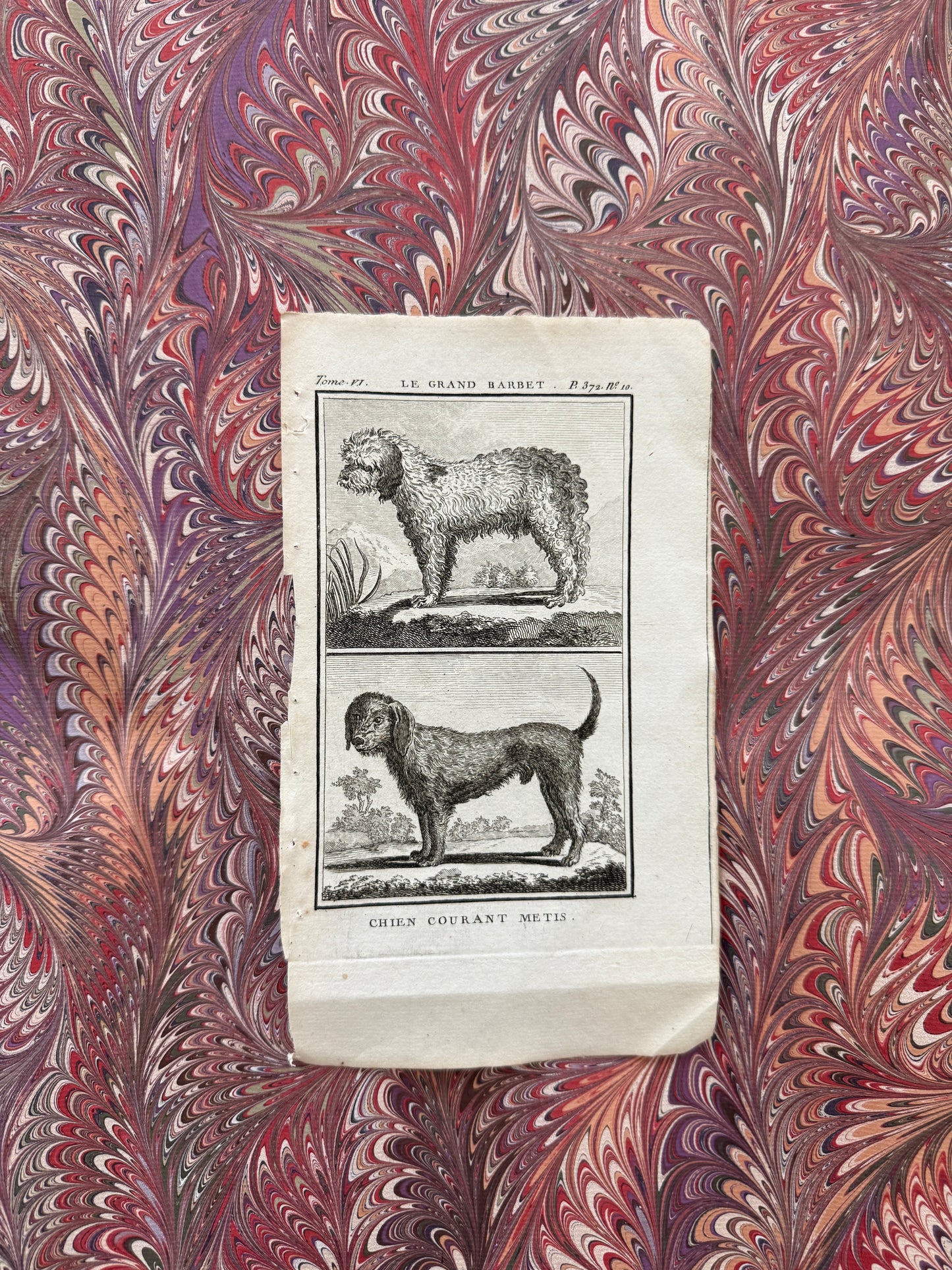 18th century Buffon engraving