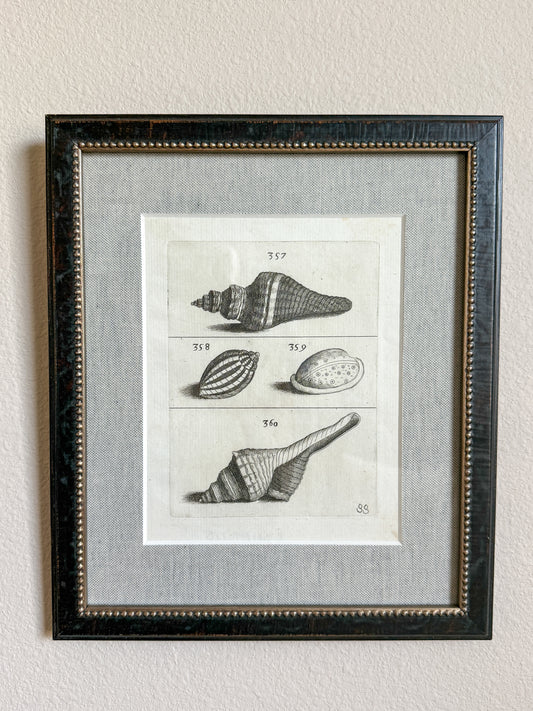 18th century shell engraving