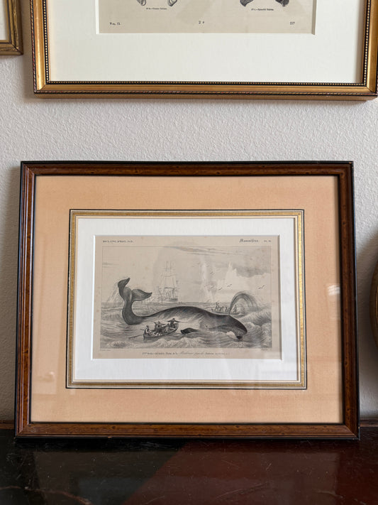Antique whale engraving