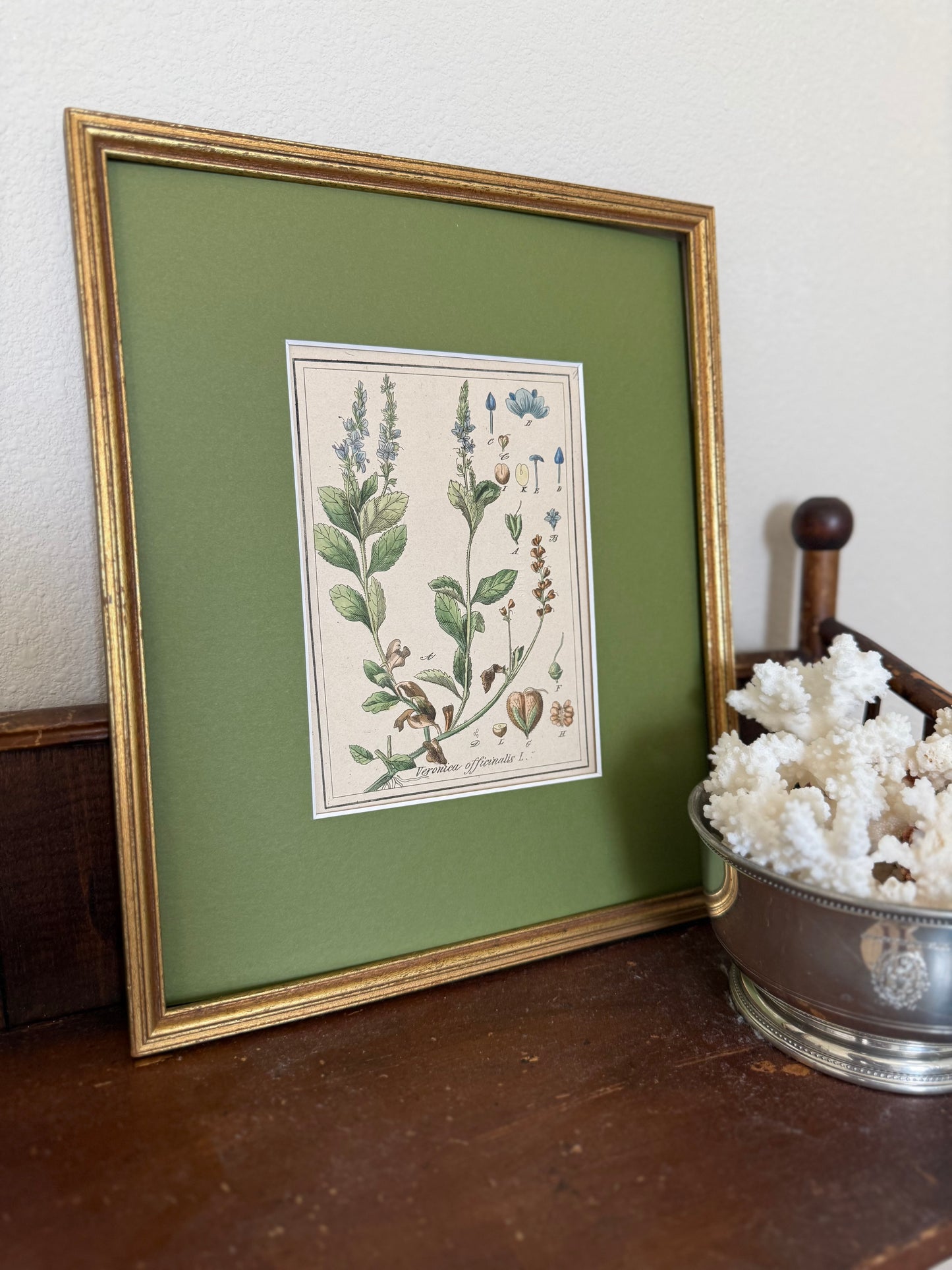 19th c botanical engraving