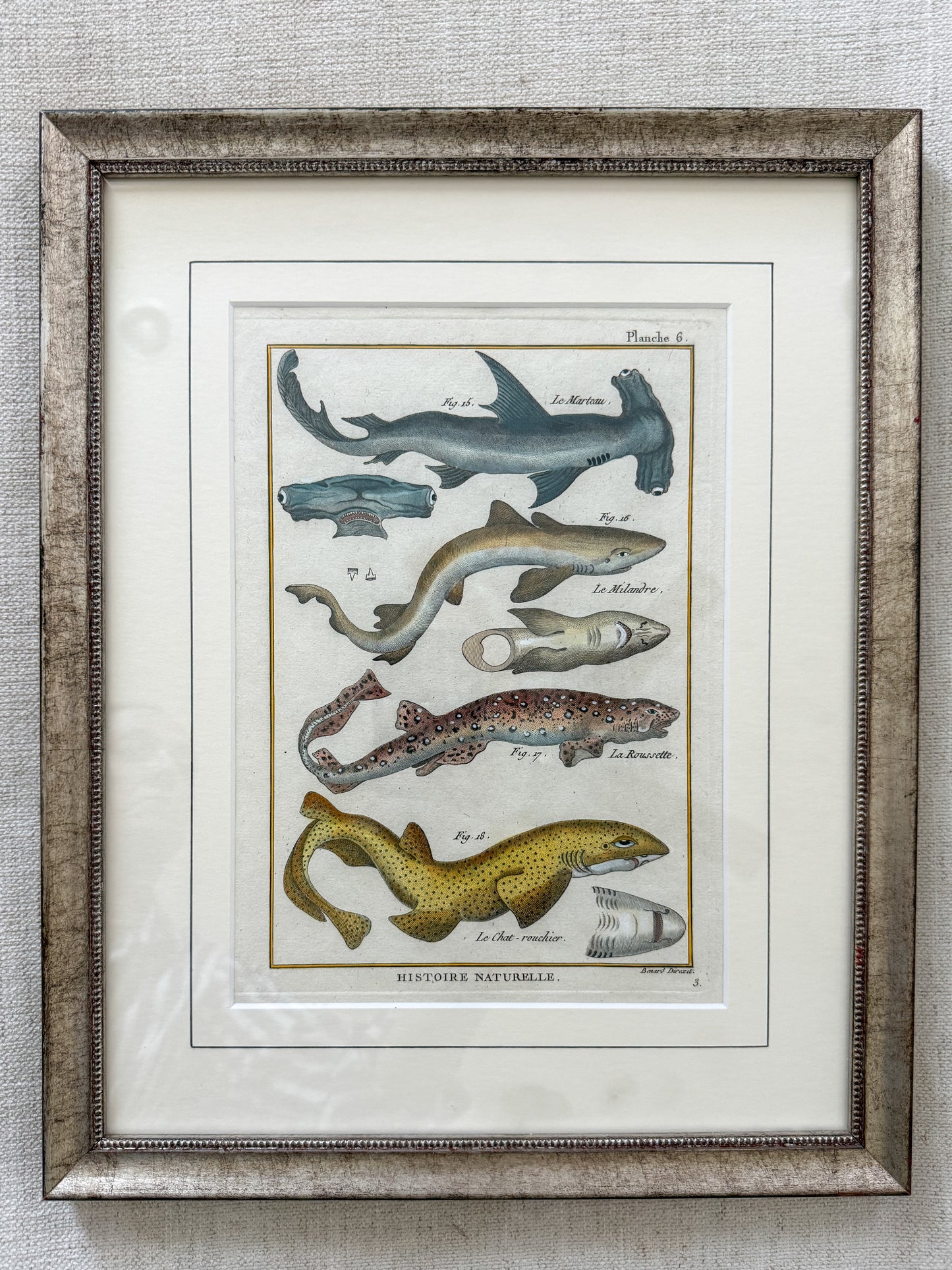 18th century shark engravings