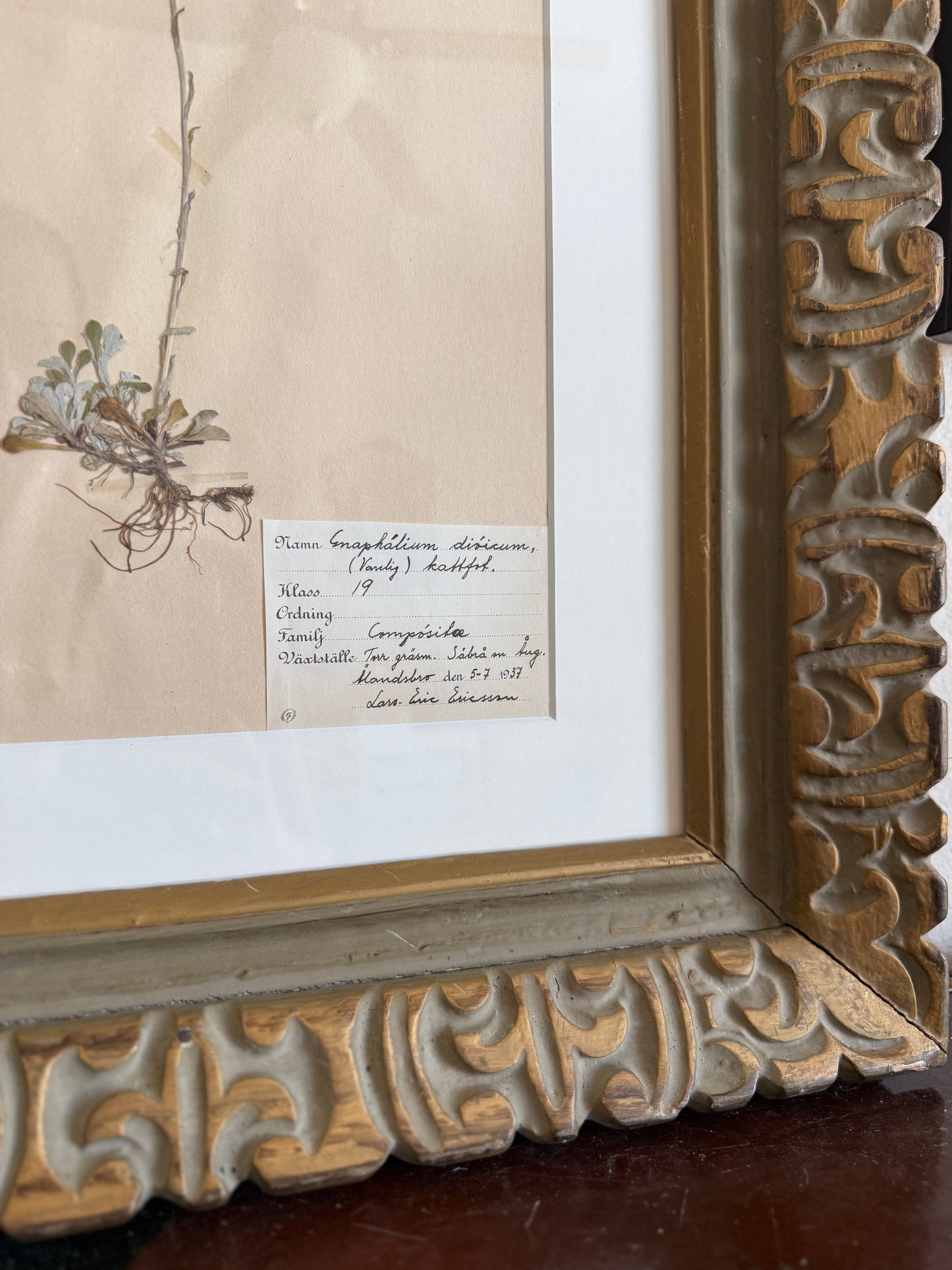 1930s herbarium