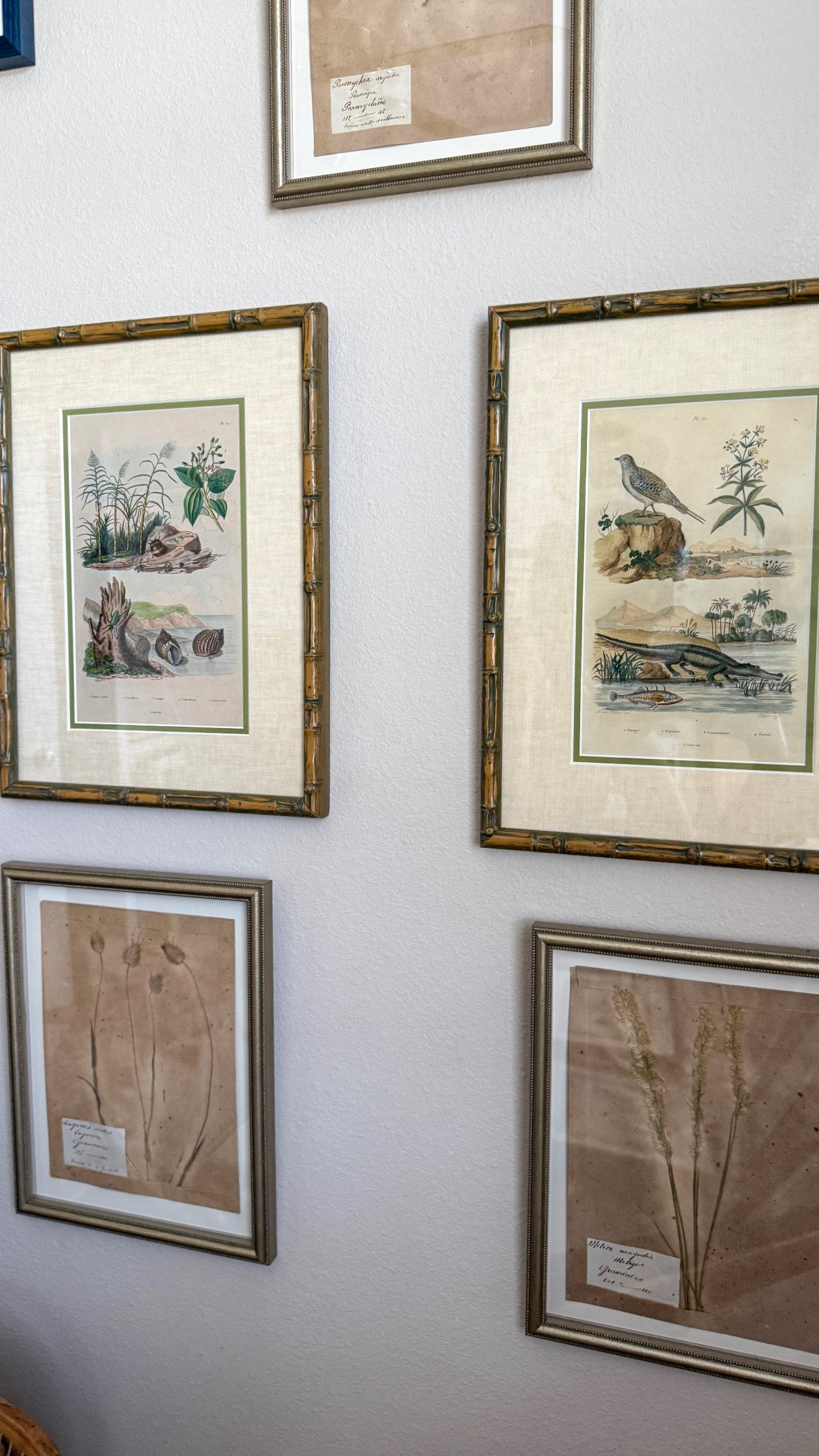 Early 19th century natural shell and alligator engravings