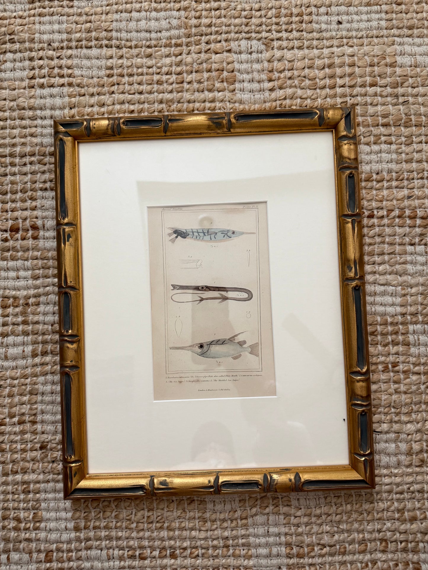 Acorn barnacle cluster