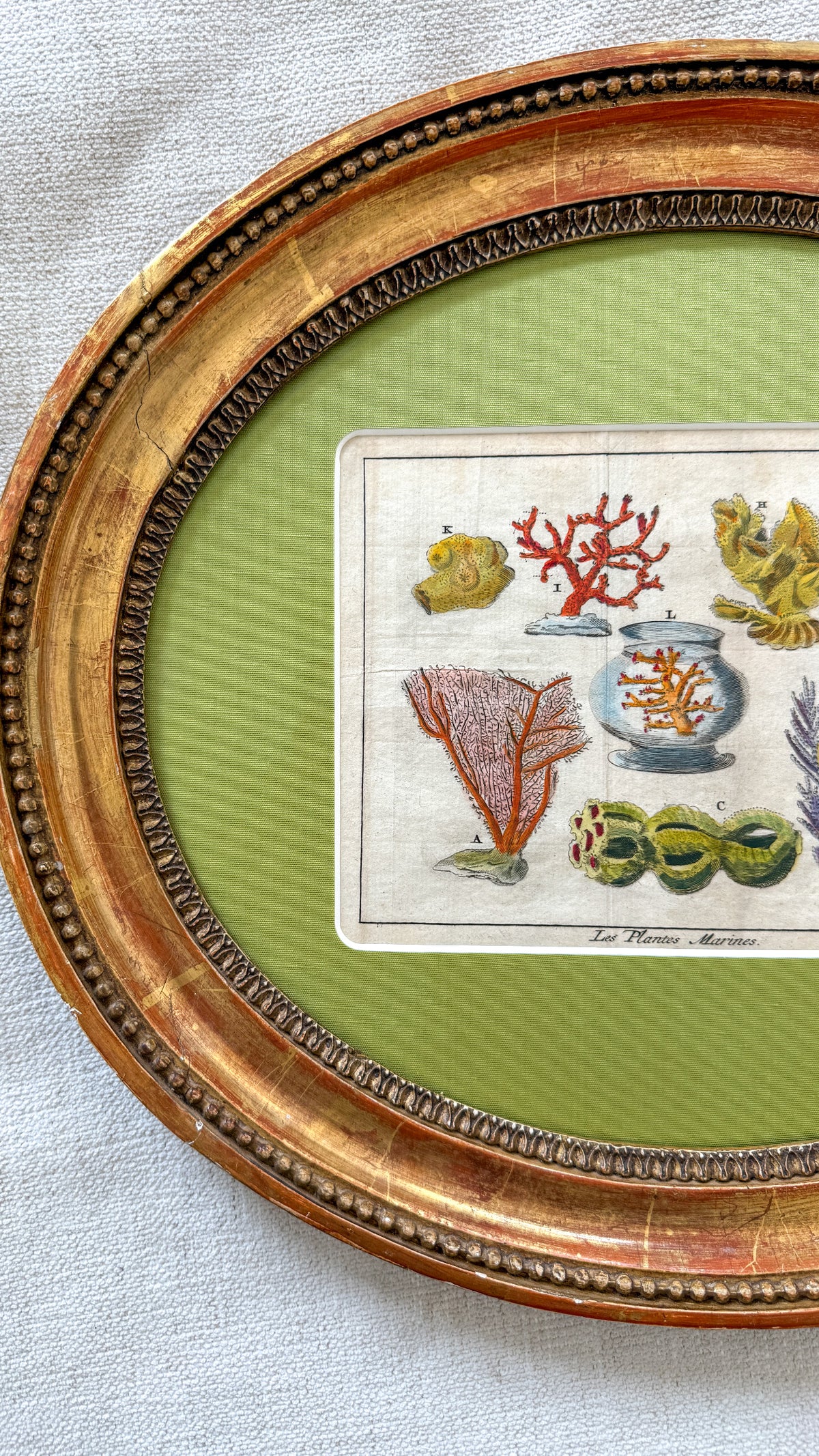 18th century coral specimens engraving