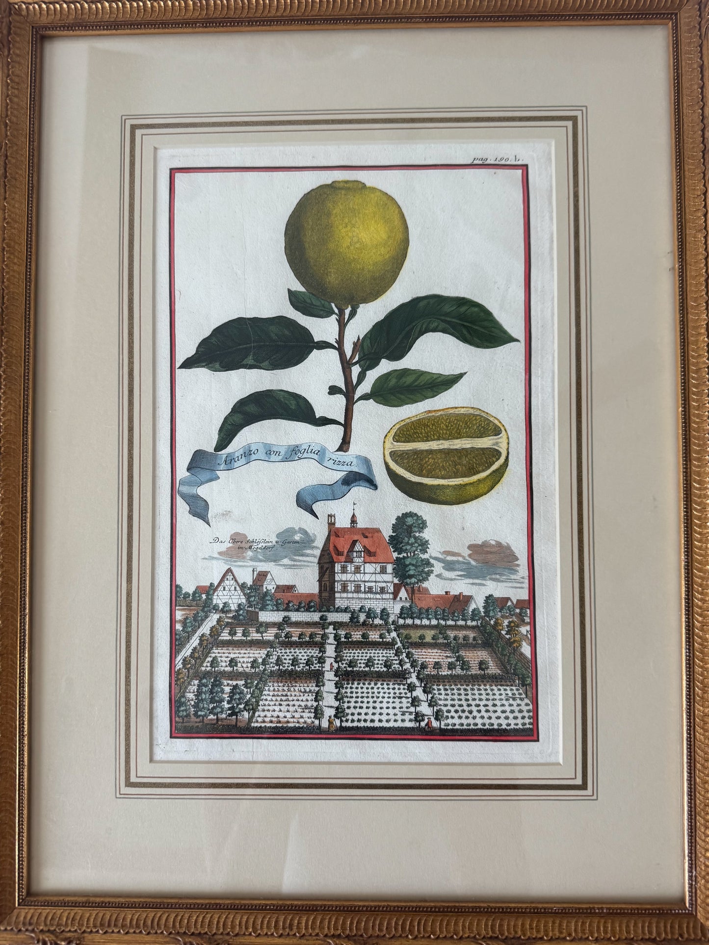 Antique original Johann Christoph Volckamer hand colored engraving