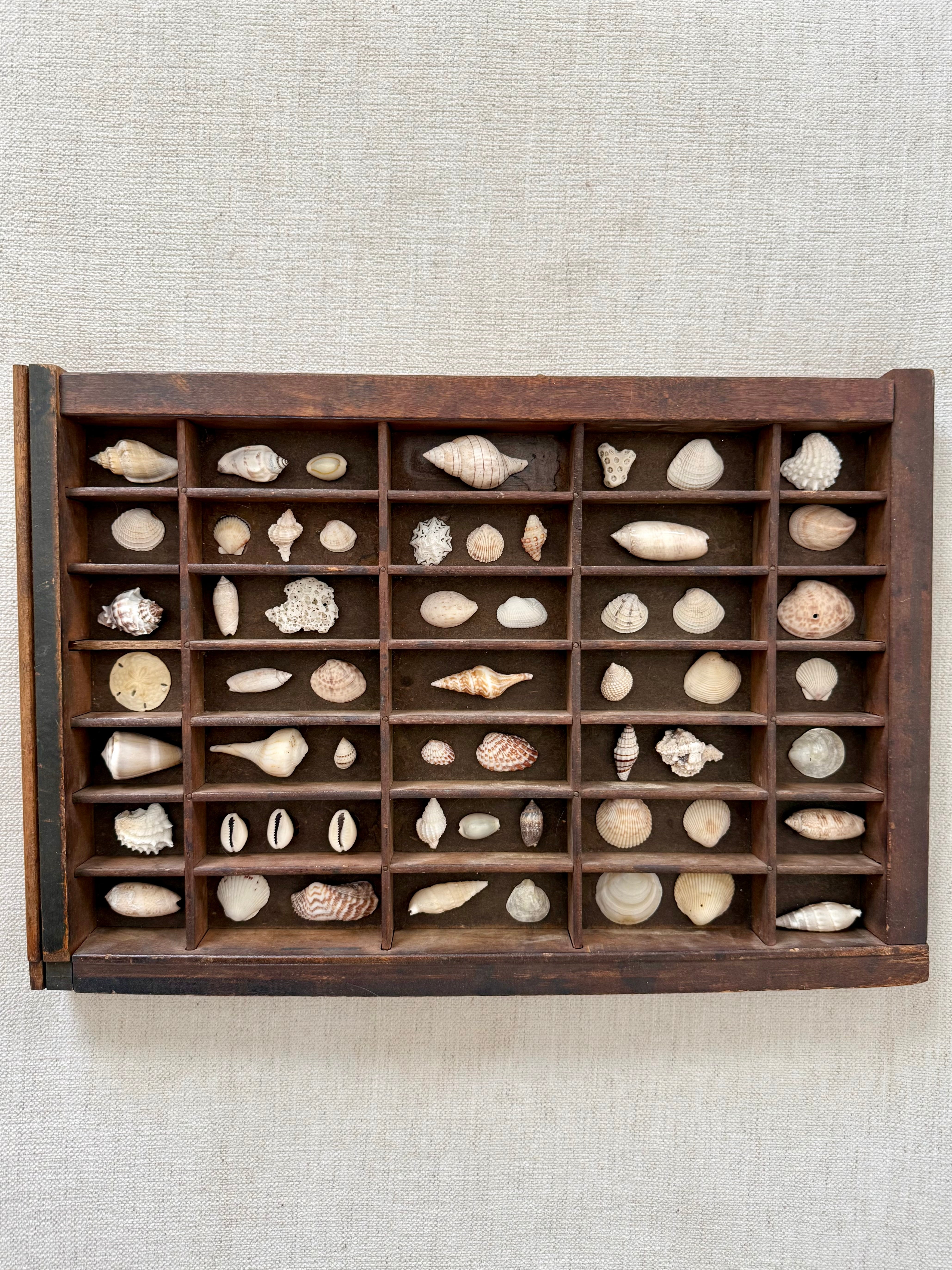 Vintage printer tray shell display – Grand & Now