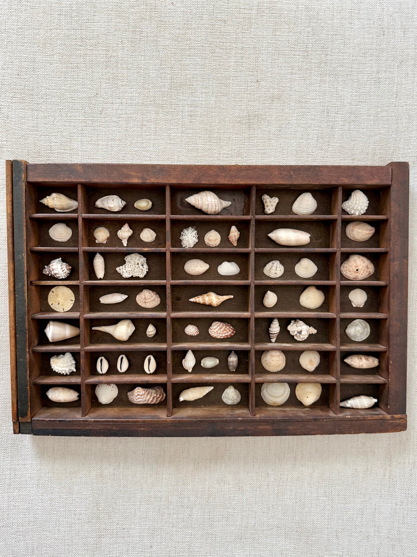 Vintage printer tray shell display