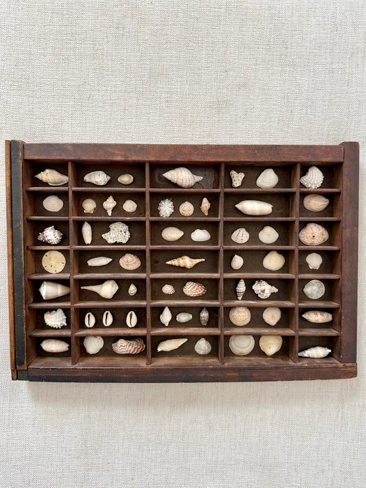 Vintage printer tray shell display