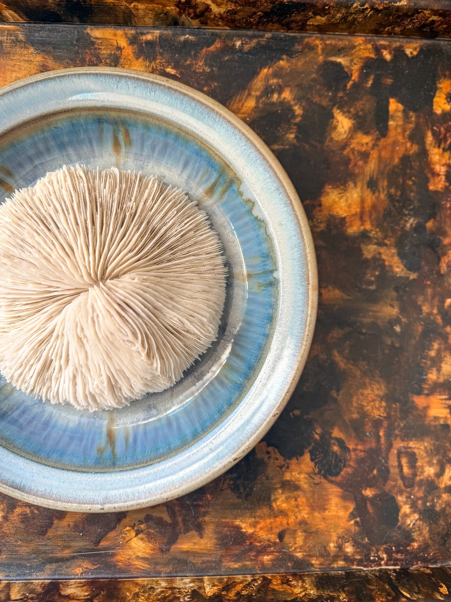 Large mushroom coral specimen